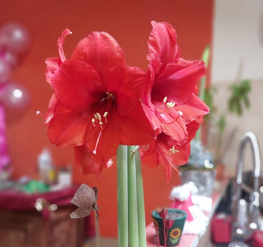 Amaryllis rouge en fleuraison