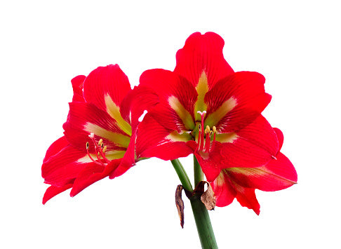 Amaryllis